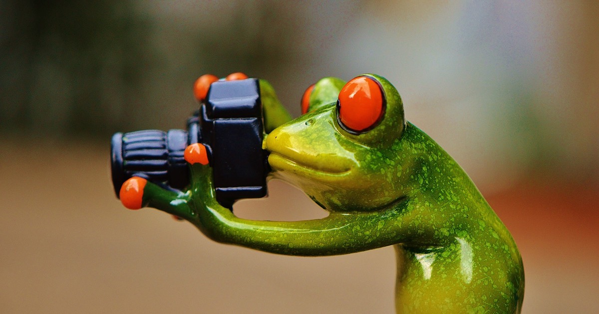 Bild på fotograferande groda